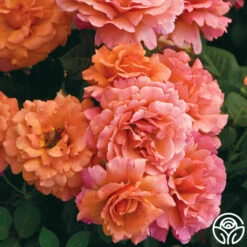 Easy Does It™ -HEIRLOOM ROSES Sales easy does it 1 1