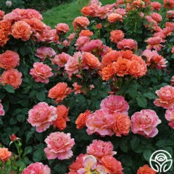 Easy Does It™ -HEIRLOOM ROSES Sales easy does it 2