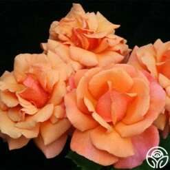 Easy Does It™ -HEIRLOOM ROSES Sales easy does it 3