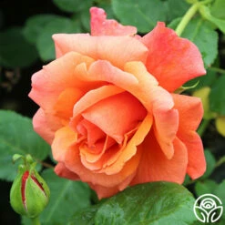 Easy Does It™ -HEIRLOOM ROSES Sales easy does it 4