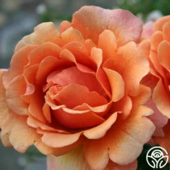 Easy Does It™ -HEIRLOOM ROSES Sales easy does it 6 1