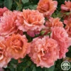 Easy Does It™ -HEIRLOOM ROSES Sales easy does it 8