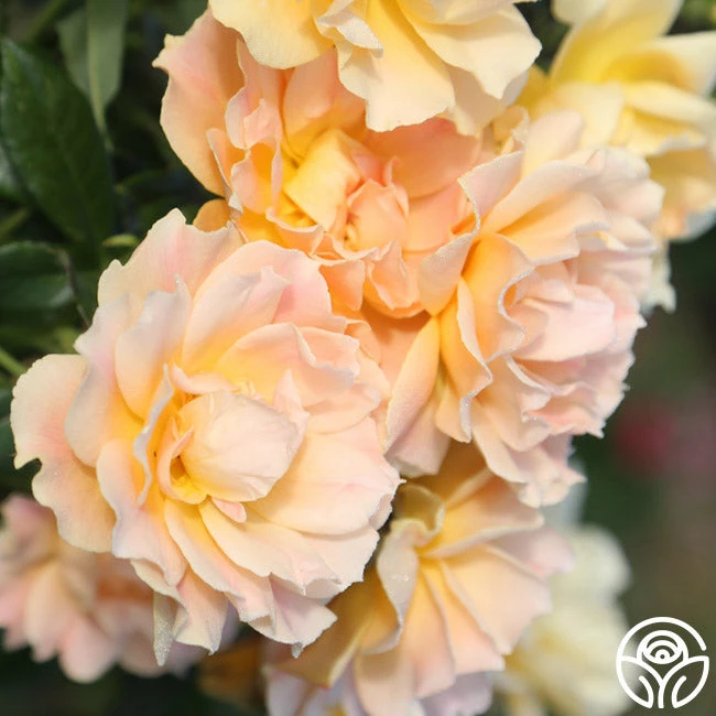 Easy Going™ 11 Easy Going™ - Image 9