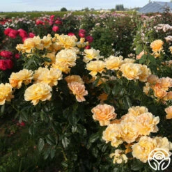 Easy Going™ 19 Easy Going™ -HEIRLOOM ROSES Sales easy going 13