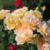Easy Going™ -HEIRLOOM ROSES Sales easy going 14