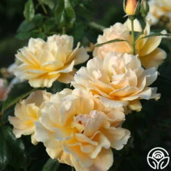 Easy Going™ 22 Easy Going™ -HEIRLOOM ROSES Sales easy going 15