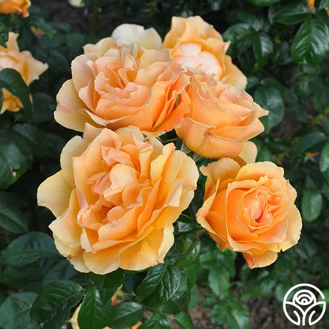 Easy Going™ 4 Easy Going™ - Image 2