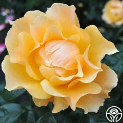 Easy Going™ 15 Easy Going™ -HEIRLOOM ROSES Sales easy going 5 7