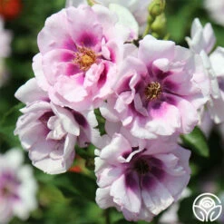 Easy On The Eyes™ -HEIRLOOM ROSES Sales easy on the eyes 2 1