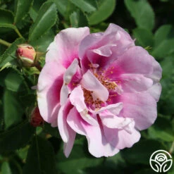 Easy On The Eyes™ -HEIRLOOM ROSES Sales easy on the eyes 3 1