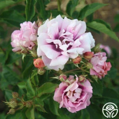 Easy On The Eyes™ -HEIRLOOM ROSES Sales easy on the eyes 5