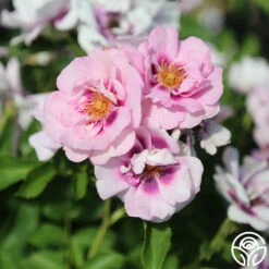 Easy On The Eyes™ -HEIRLOOM ROSES Sales easy on the eyes 6