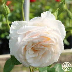 Easy Spirit™ 11 Easy Spirit™ -HEIRLOOM ROSES Sales easy spirit 1