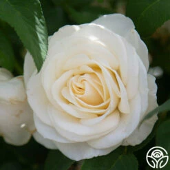 Easy Spirit™ 10 Easy Spirit™ -HEIRLOOM ROSES Sales easy spirit 2