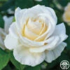 Easy Spirit™ -HEIRLOOM ROSES Sales easy spirit 3