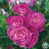 Easy To Please™ -HEIRLOOM ROSES Sales easy to please 1 5