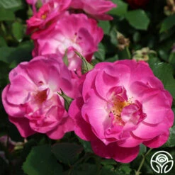 Easy To Please™ -HEIRLOOM ROSES Sales easy to please 2 5