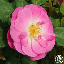 Easy To Please™ -HEIRLOOM ROSES Sales easy to please 4 1