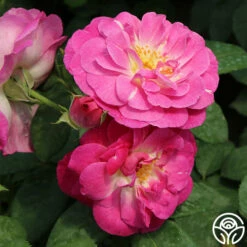 Easy To Please™ -HEIRLOOM ROSES Sales easy to please 6