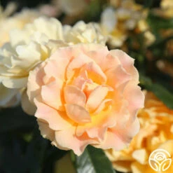 Easy Going™ 20 Easy Going™ -HEIRLOOM ROSES Sales easy going 12