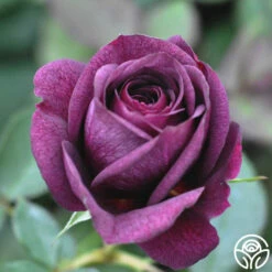 Ebb Tide™ -HEIRLOOM ROSES Sales ebb tide 16