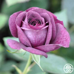 Ebb Tide™ -HEIRLOOM ROSES Sales ebb tide 2 8