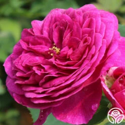 Ebb Tide™ -HEIRLOOM ROSES Sales ebb tide 44