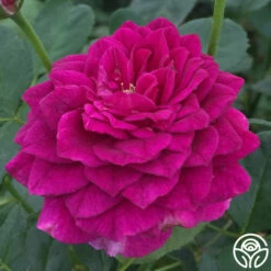 Ebb Tide™ -HEIRLOOM ROSES Sales ebb tide 8