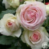 Eden Climber® -HEIRLOOM ROSES Sales eden 1 1