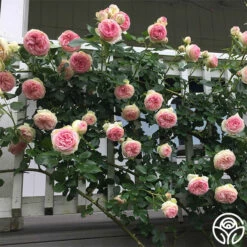 Eden Climber® -HEIRLOOM ROSES Sales eden 4 1