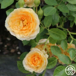 Edith's Darling™ 20 Edith's Darling™ -HEIRLOOM ROSES Sales edith darling 5