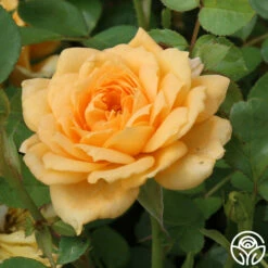 Edith's Darling™ 21 Edith's Darling™ -HEIRLOOM ROSES Sales edith darling logo