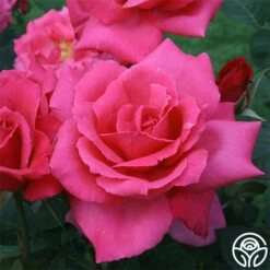 Electron® -HEIRLOOM ROSES Sales electron 1 1