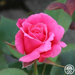 Electron® -HEIRLOOM ROSES Sales electron 2 9