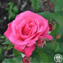 Electron® -HEIRLOOM ROSES Sales electron 3 2