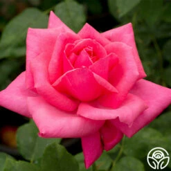 Electron® -HEIRLOOM ROSES Sales electron 4 2