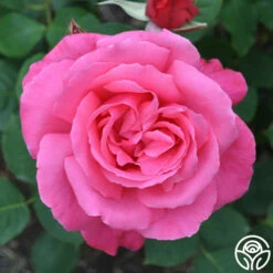 Electron® -HEIRLOOM ROSES Sales electron 6