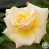 Elegant Beauty -HEIRLOOM ROSES Sales elegant beauty 2 1 1