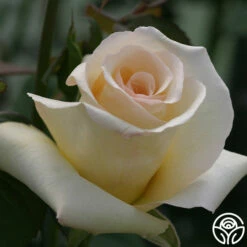 Elegant Beauty -HEIRLOOM ROSES Sales elegant beauty 5