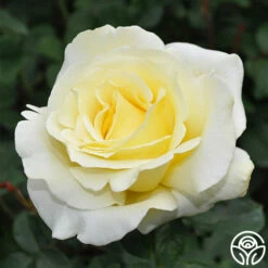 Elina® -HEIRLOOM ROSES Sales elina 1 8