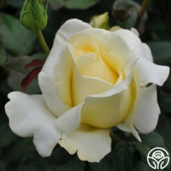 Elina® -HEIRLOOM ROSES Sales elina 7