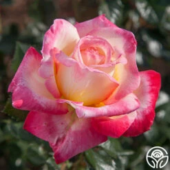 Enchanted Peace™ -HEIRLOOM ROSES Sales enchanted peace 2