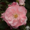 English Miss 2 English Miss -HEIRLOOM ROSES Sales english miss 1 8