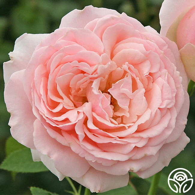 English Sachet™ 3 English Sachet™