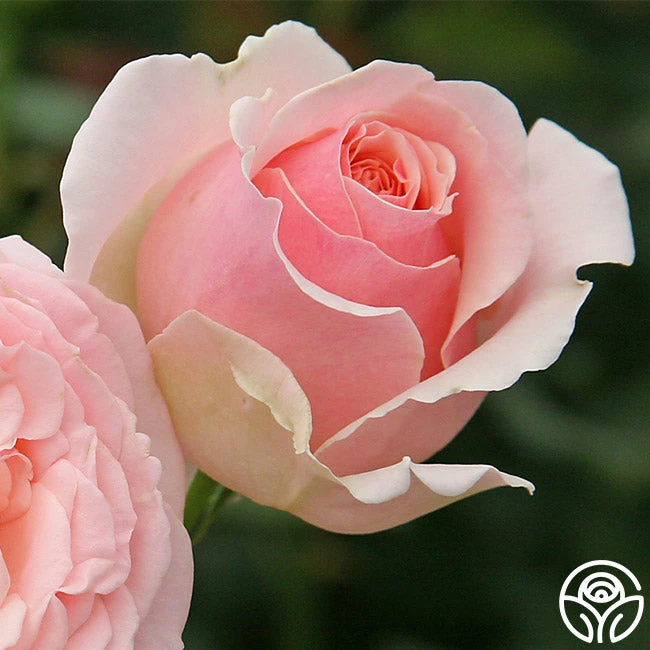 English Sachet™ 5 English Sachet™ - Image 3