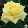 Eternal Flame™ 1 Eternal Flame™ -HEIRLOOM ROSES Sales eternal flame 1 8