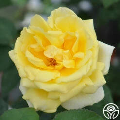 Eternal Flame™ -HEIRLOOM ROSES Sales eternal flame 2 1 1