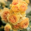 Eureka™ -HEIRLOOM ROSES Sales eureka 2 5