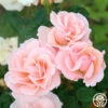 Everest Double Fragrance™ 2 Everest Double Fragrance™ -HEIRLOOM ROSES Sales everest double fragrance 11