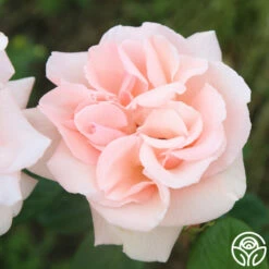 Everest Double Fragrance™ -HEIRLOOM ROSES Sales everest double fragrance 12